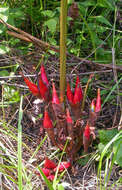 Image de Grand cardamone de Madagascar