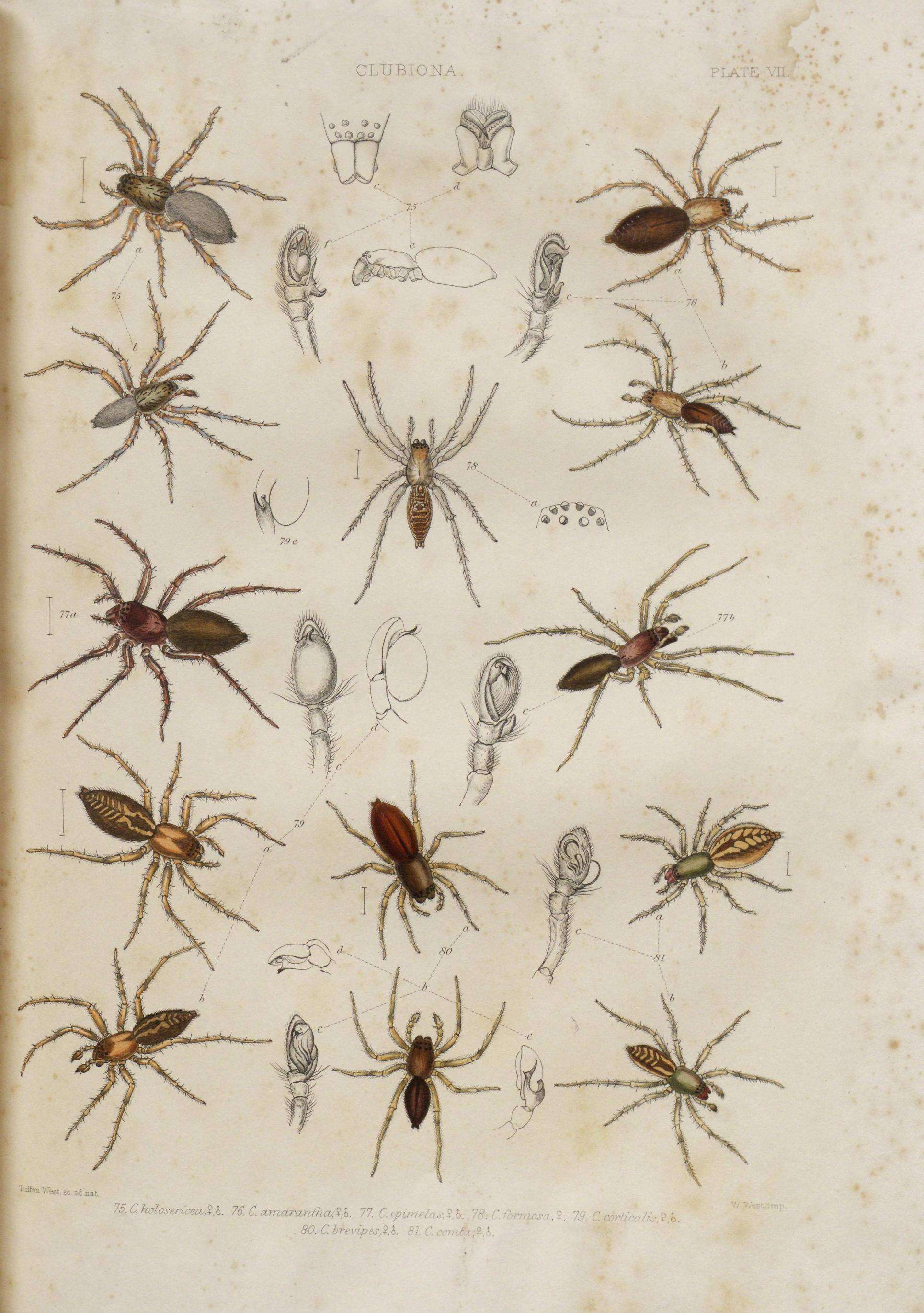 Image of Clubiona terrestris Westring 1851