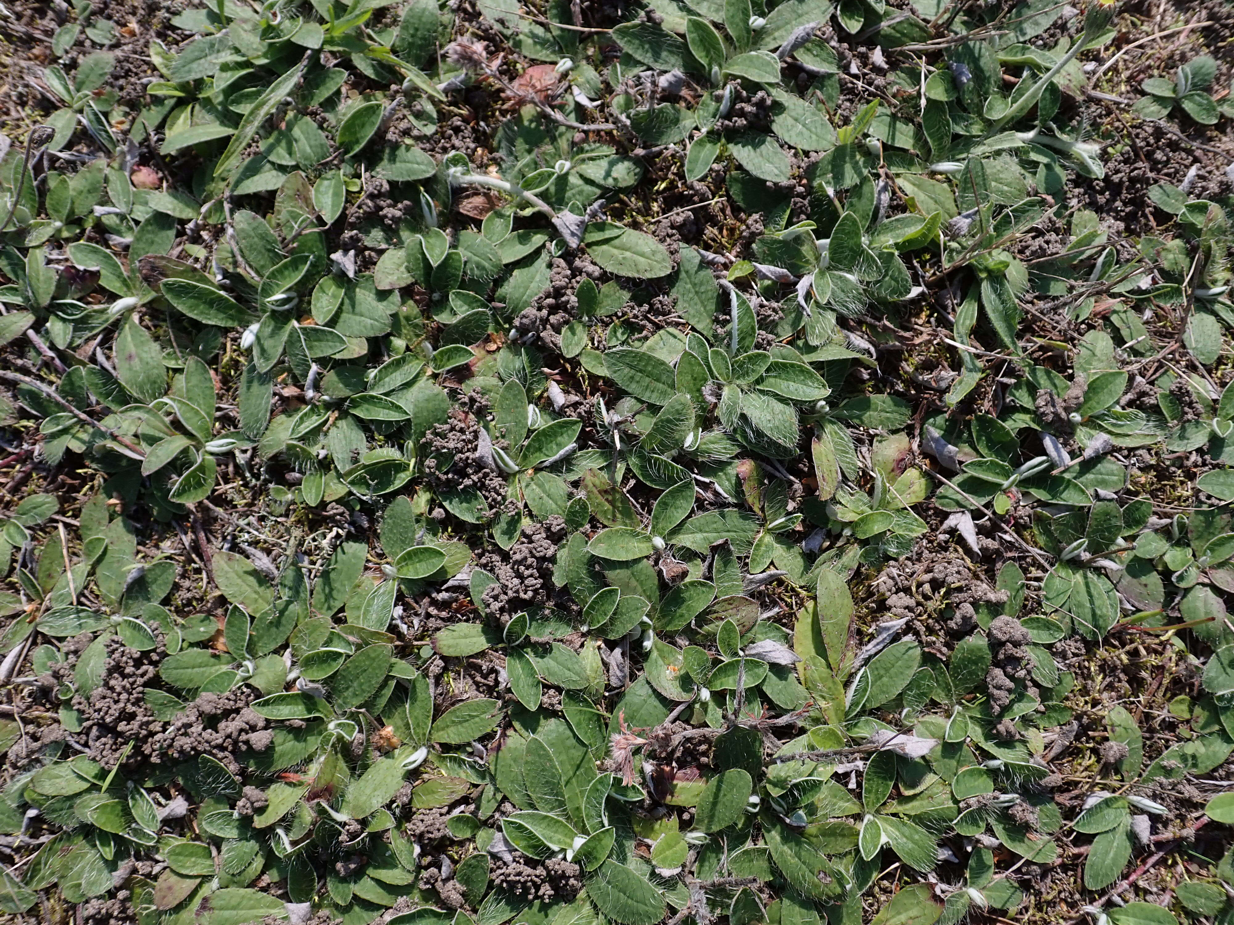 Image of Mouse-ear-hawkweed