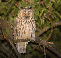 Image of Long-eared Owl