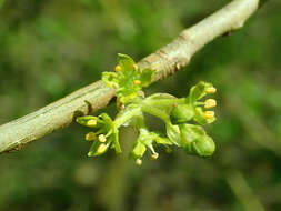 Sivun Orixa japonica Thunb. kuva