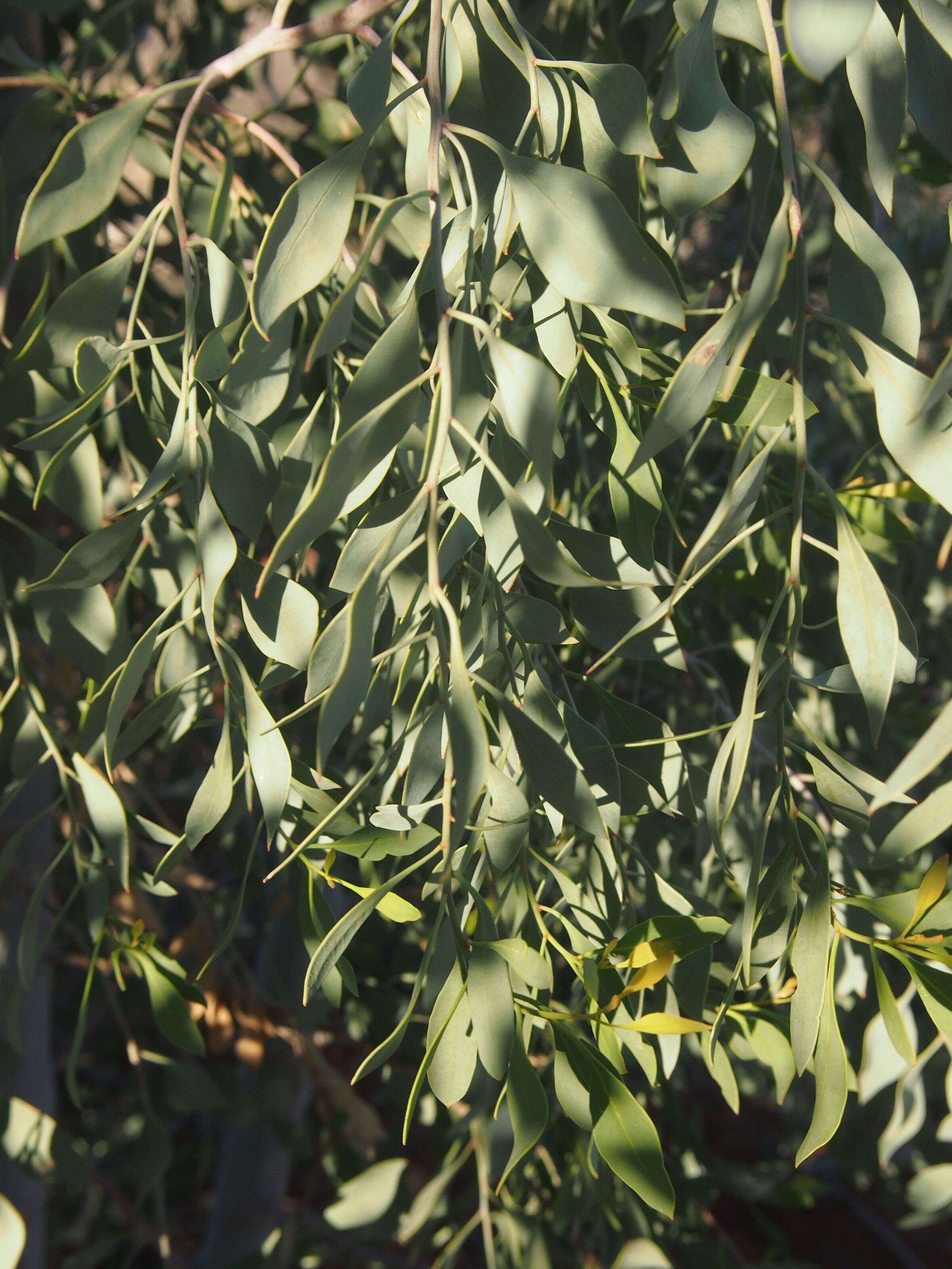 Image of Codonocarpus cotinifolius (Desf.) F. Müll.