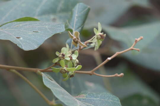 Kydia calycina Roxb. resmi