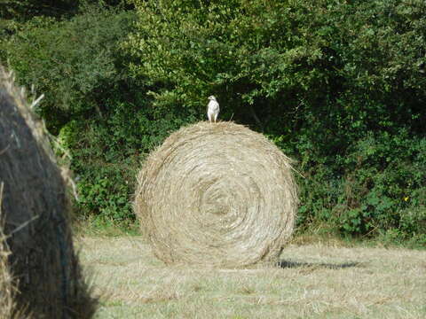 Image of Common Buzzard