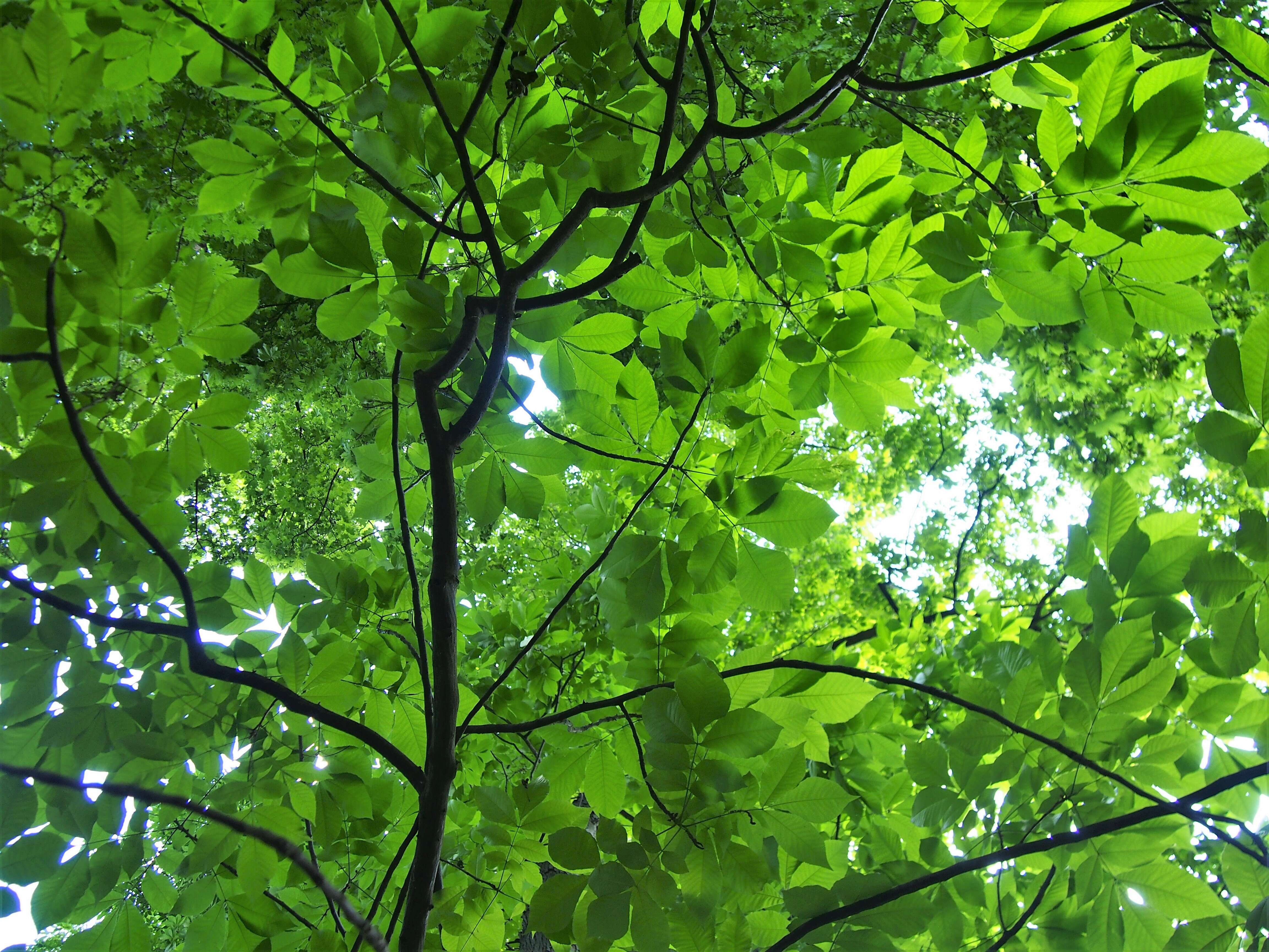 Image of shellbark hickory