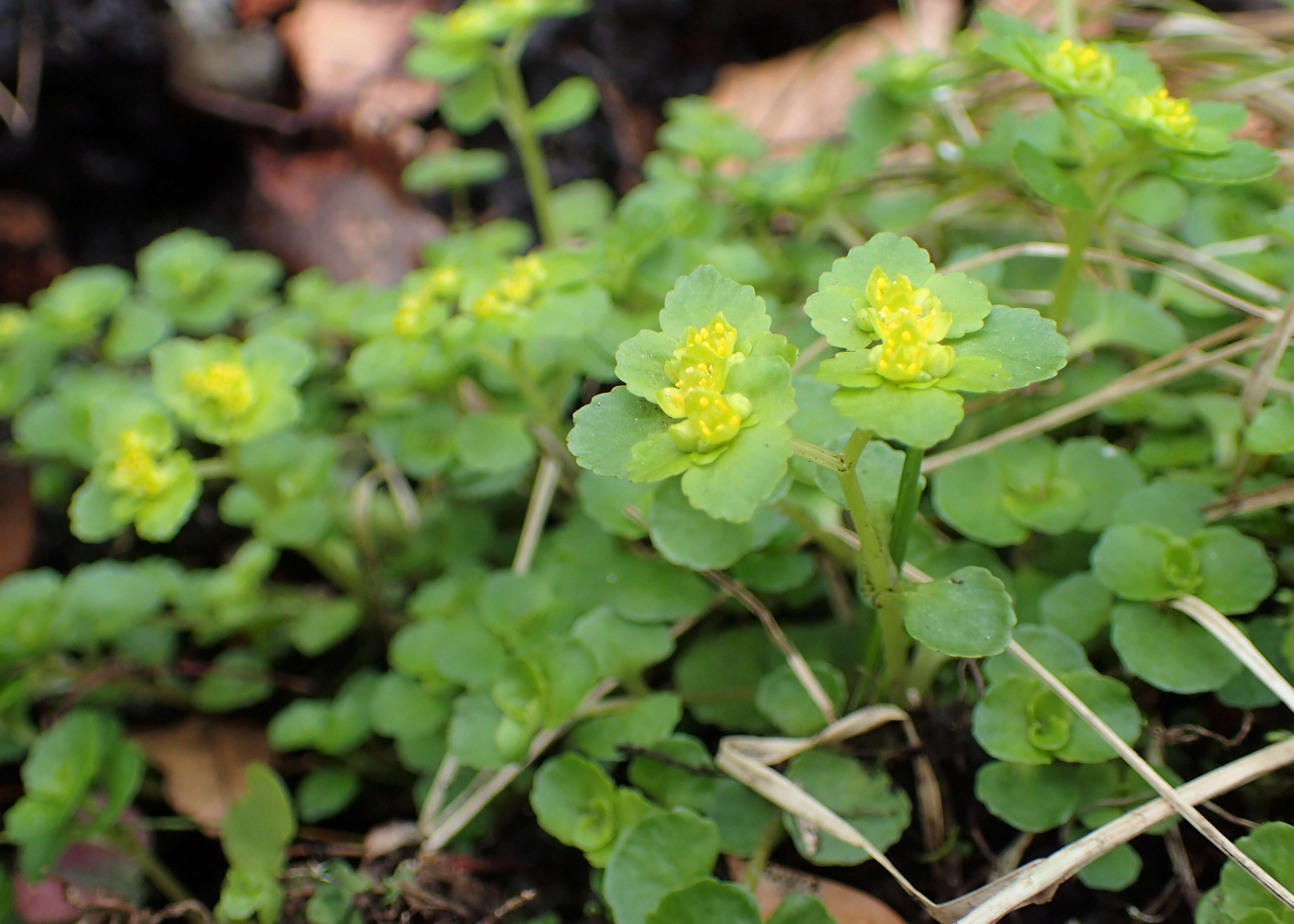 Plancia ëd Chrysosplenium oppositifolium L.