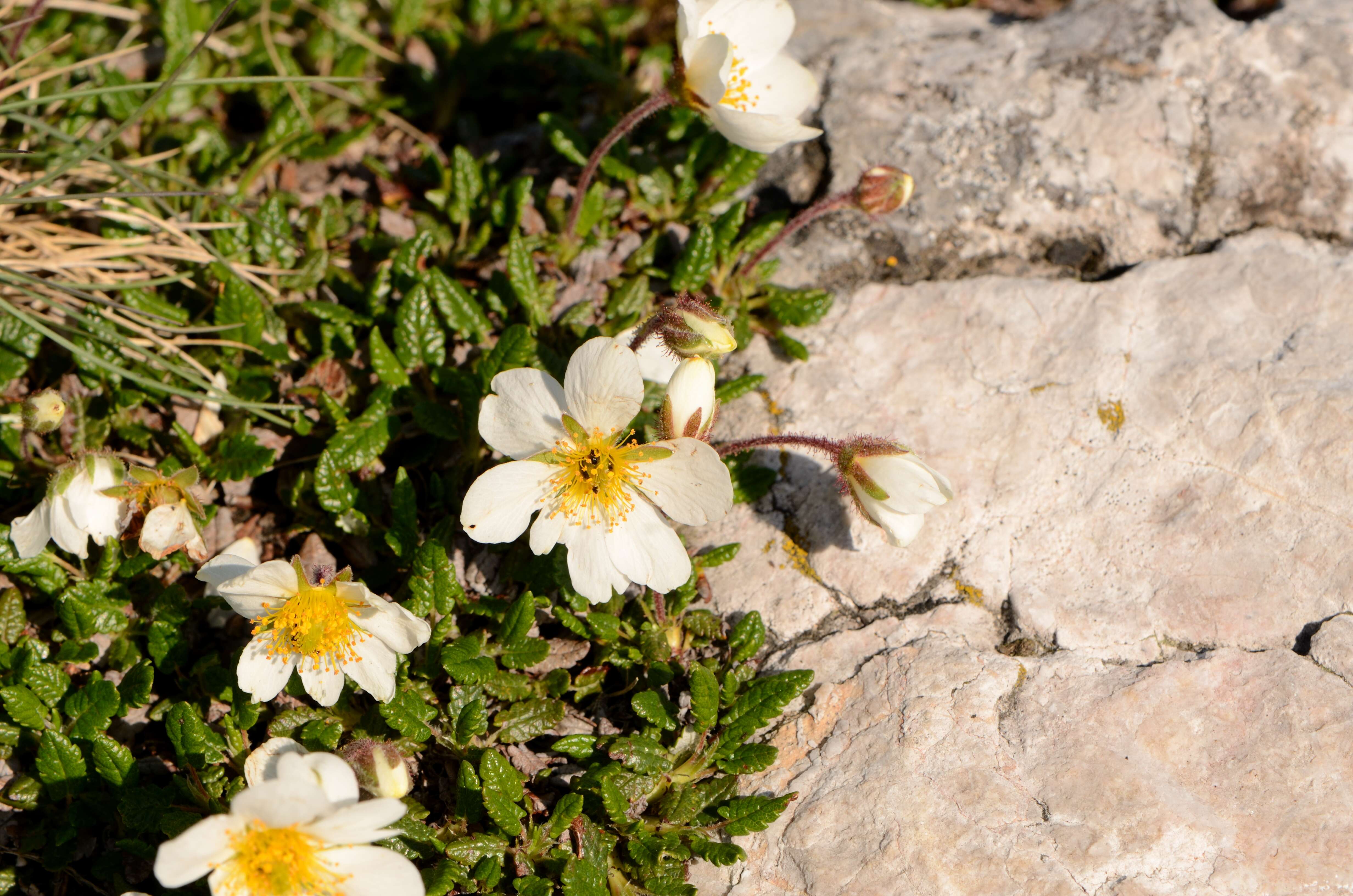 Imagem de Dryas octopetala L.