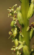 Image of Slender bog orchid