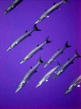 Image of Blackfin barracuda