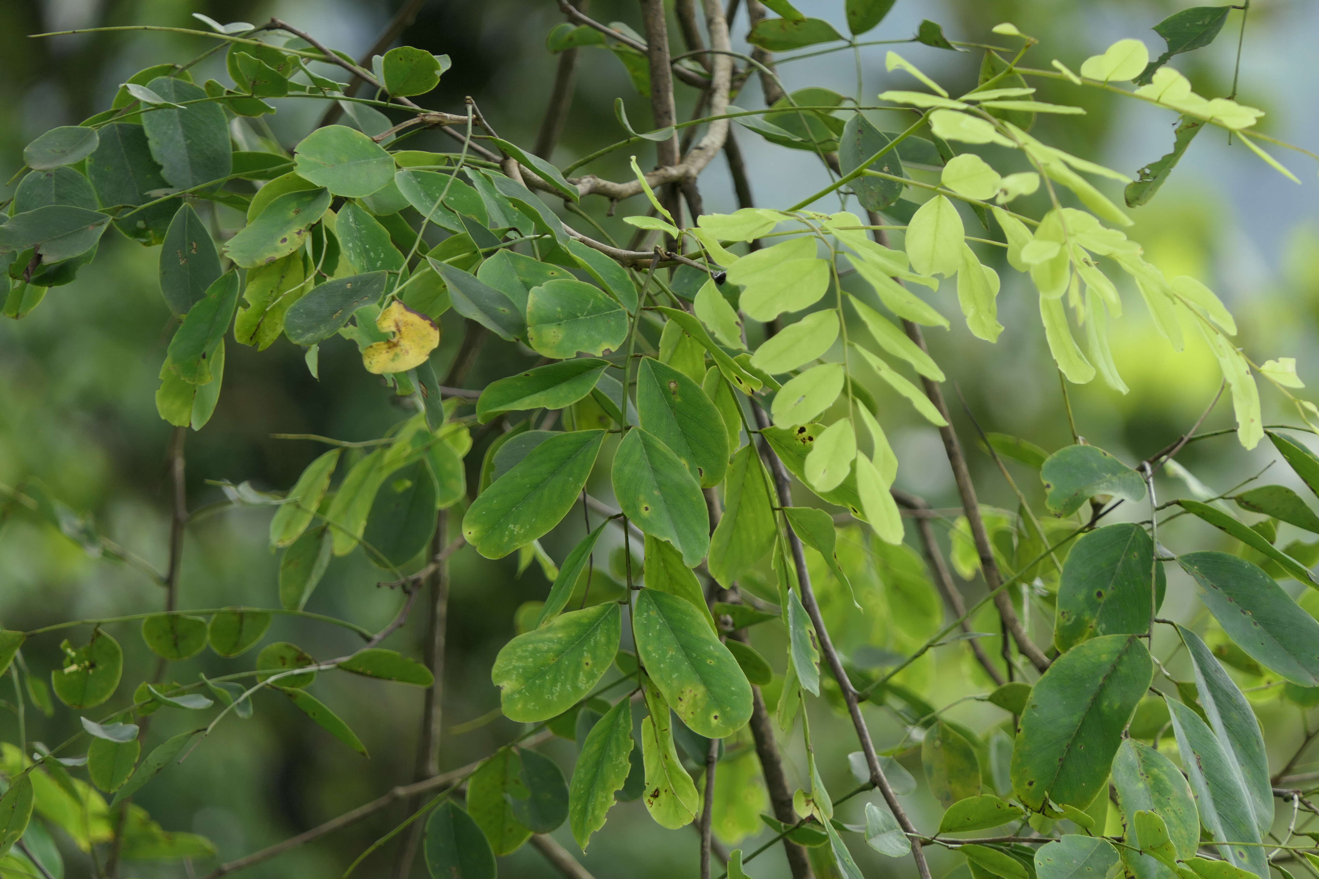 Слика од Dalbergia lanceolaria L. fil.