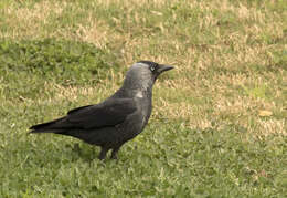 Image of Eurasian Jackdaw