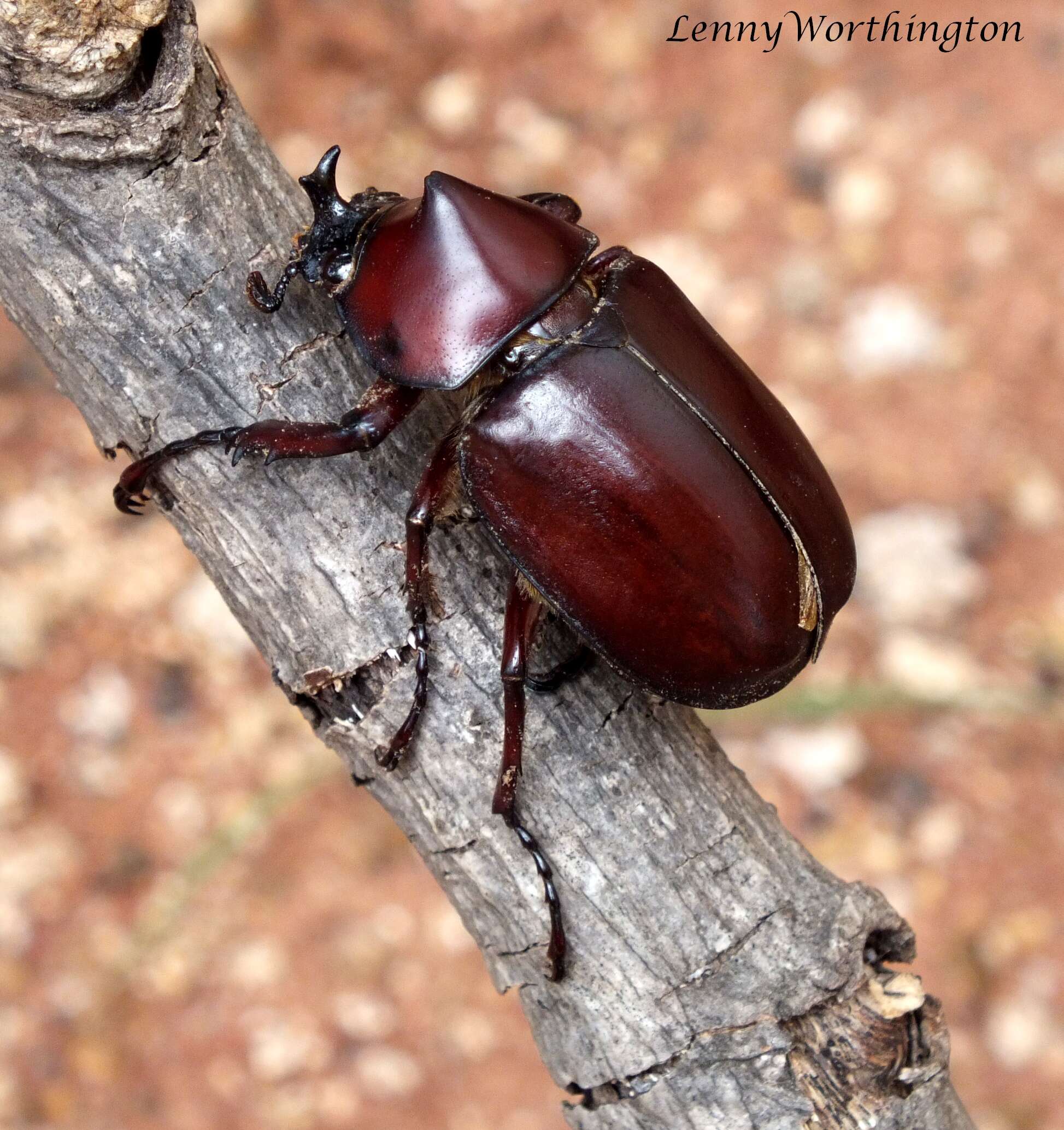 Image of Elephant Beetle