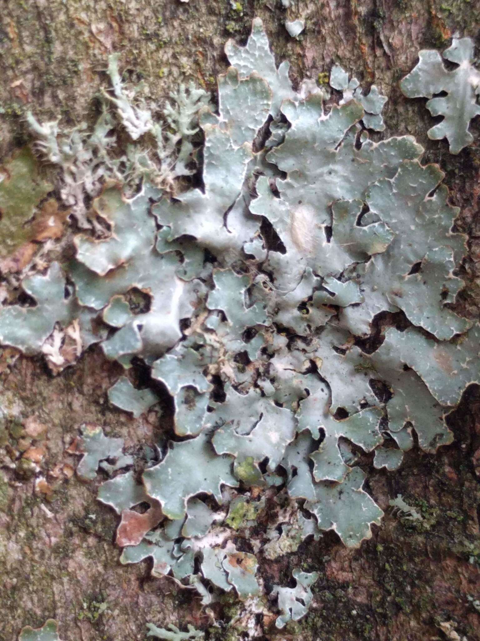 Image of Hammered shield lichen