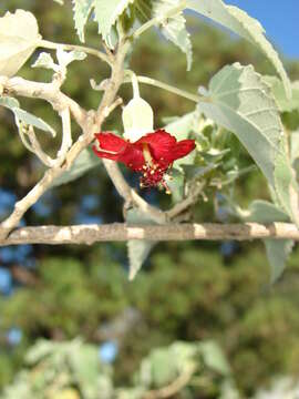 Image of ko'oloa 'ula