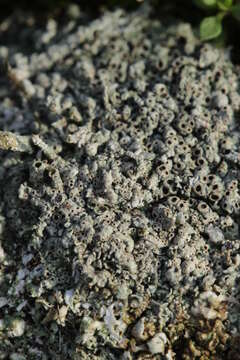 Image of Cow pie lichen