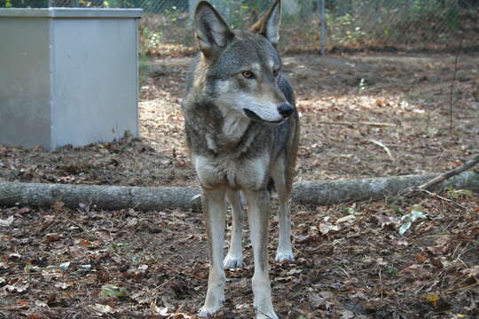 Image of Red wolf