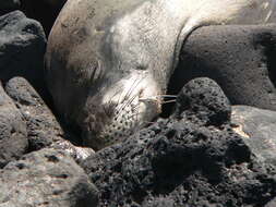 Image of Hawaiian Monk Seal