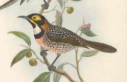 Image of Ornate Honeyeater