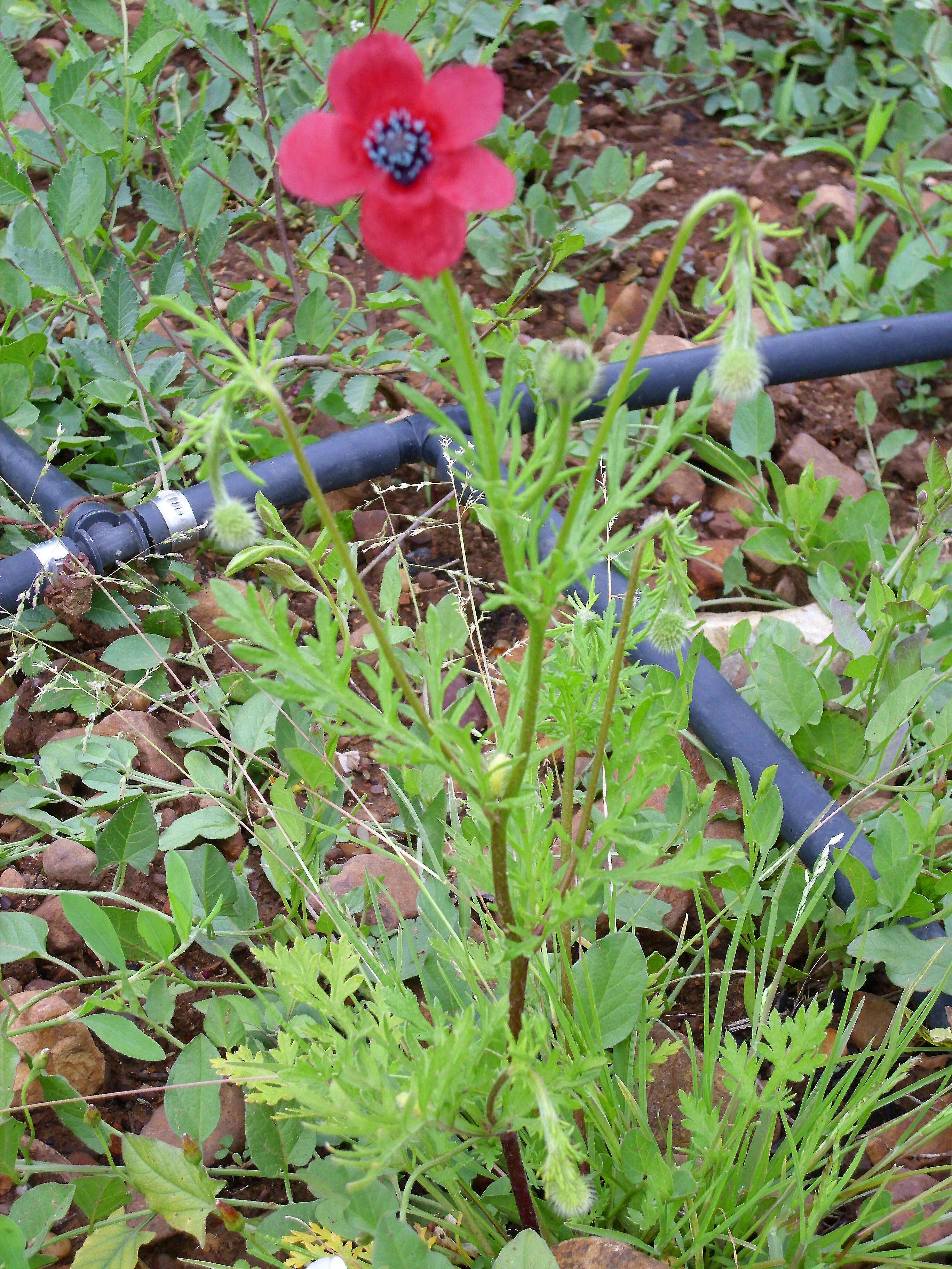 Image of round pricklyhead poppy