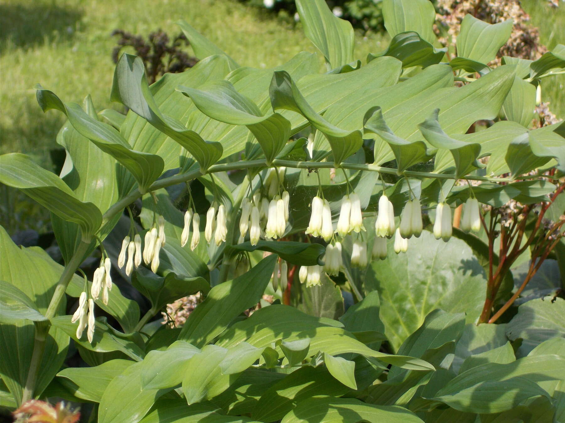 Image of Common Solomon’s-seal