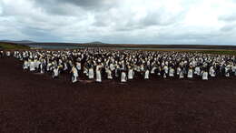 Image of King Penguin