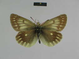 صورة Colias nebulosa Oberthür 1894