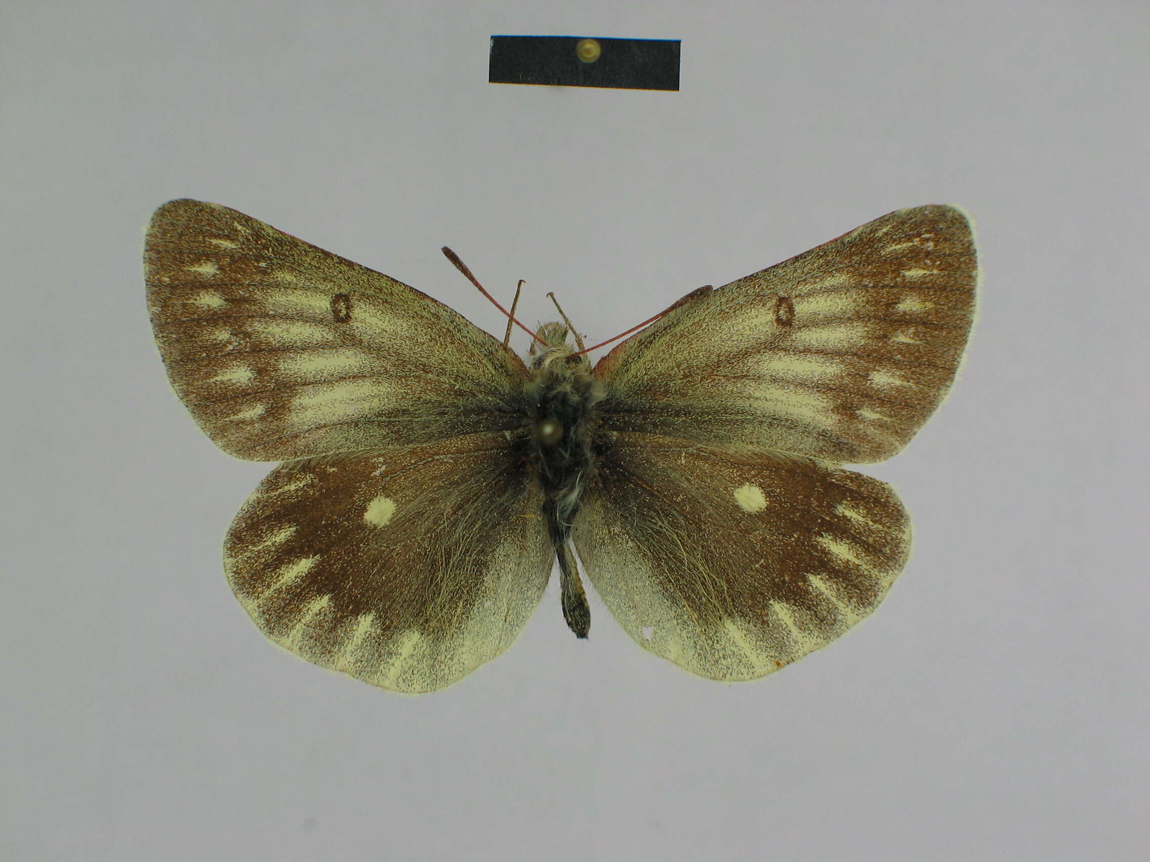 صورة Colias nebulosa Oberthür 1894