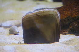 Image of Pen shell