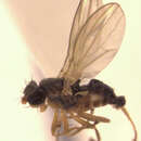 Sivun Australimyzidae kuva