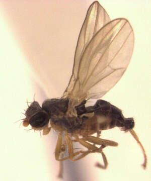 Image de Australimyzidae