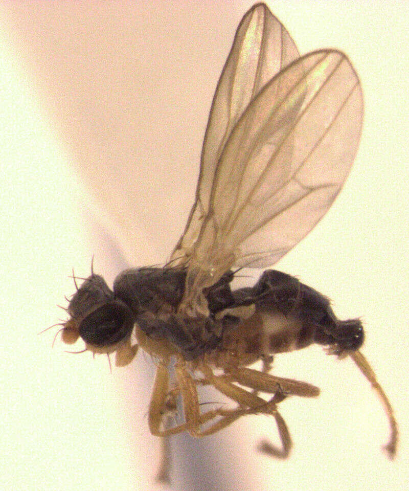 Image of Australimyzidae