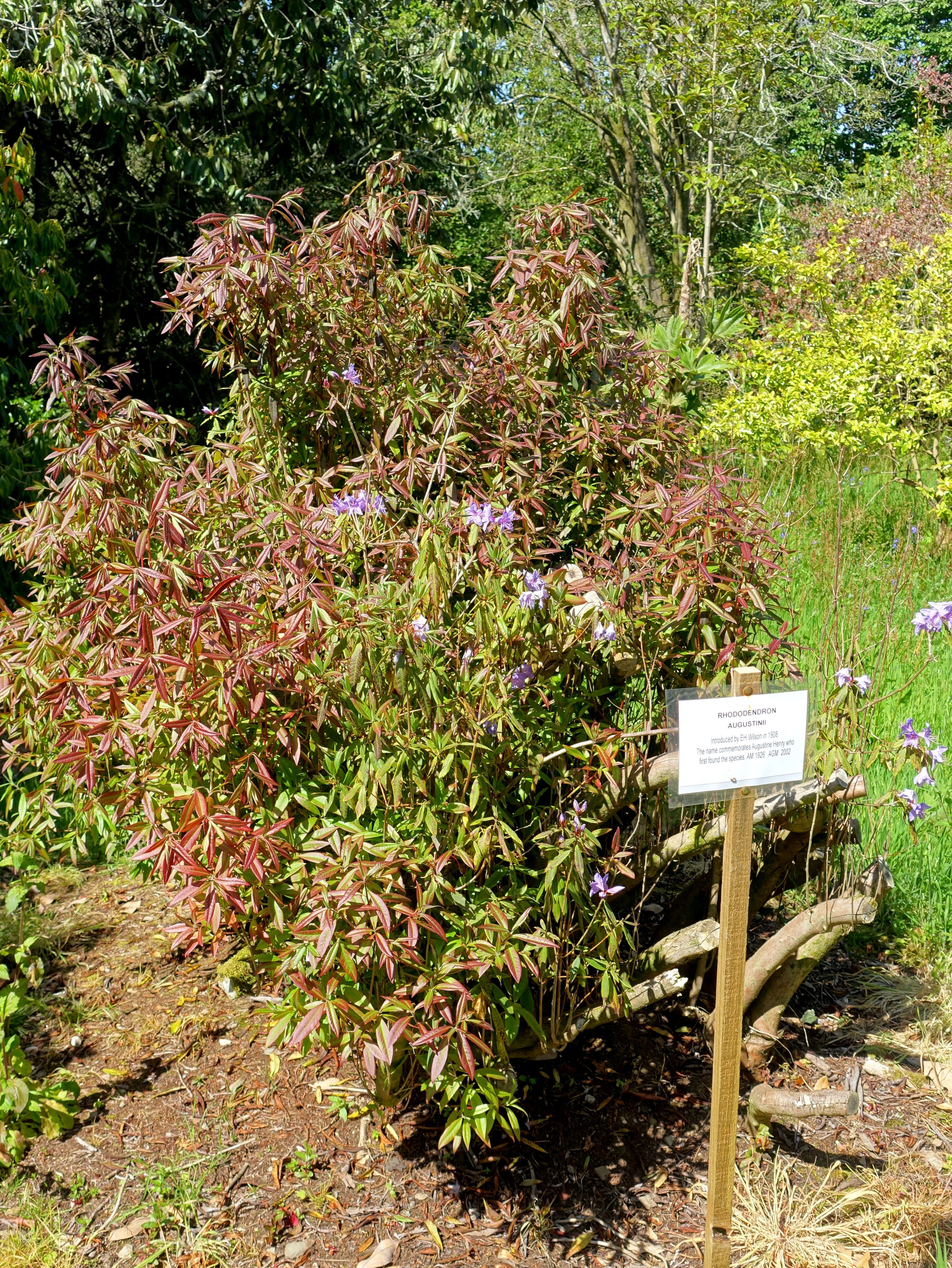 صورة Rhododendron augustinii Hemsl.