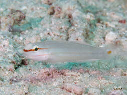 Image of Crosshatch goby