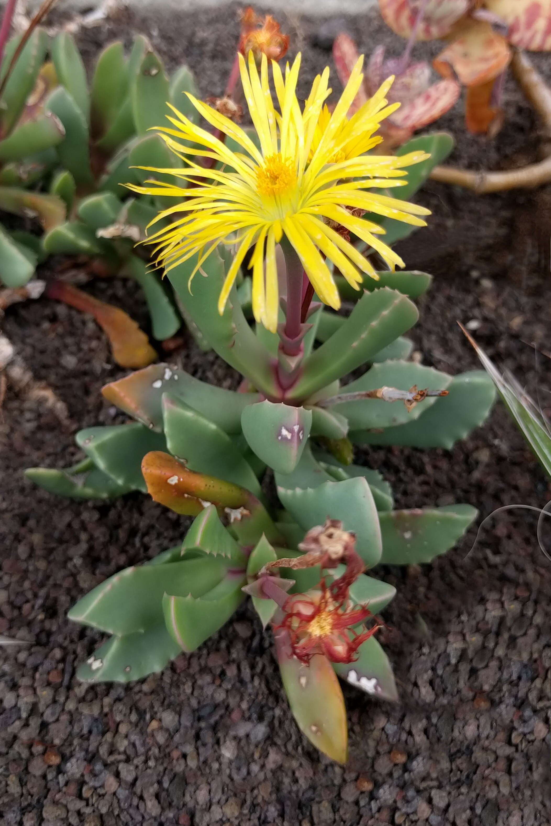 Image of Carruanthus ringens (L.) Boom