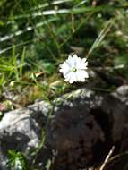 Image of Heliosperma pusillum (Waldst. & Kit.) Rchb.