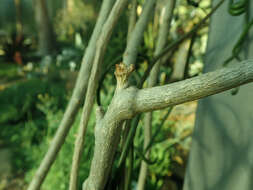 Image of Senecio antandroi S. Elliot