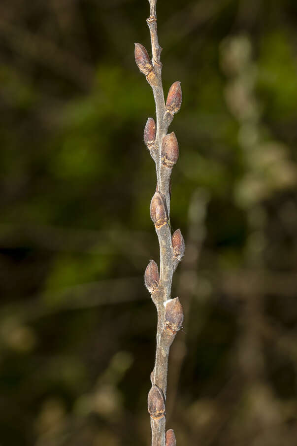 Imagem de Salix cinerea L.