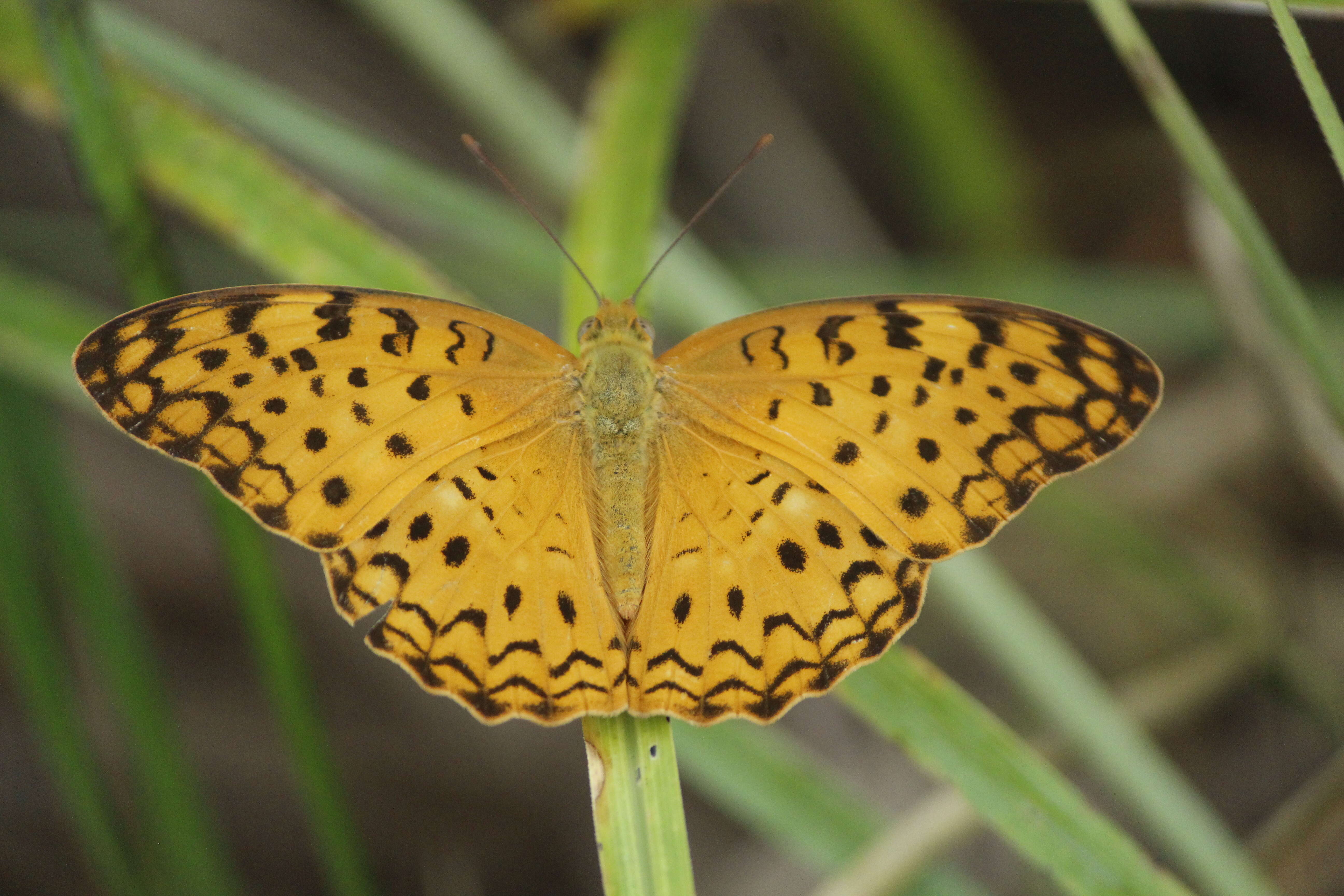 Image of Common Leopard