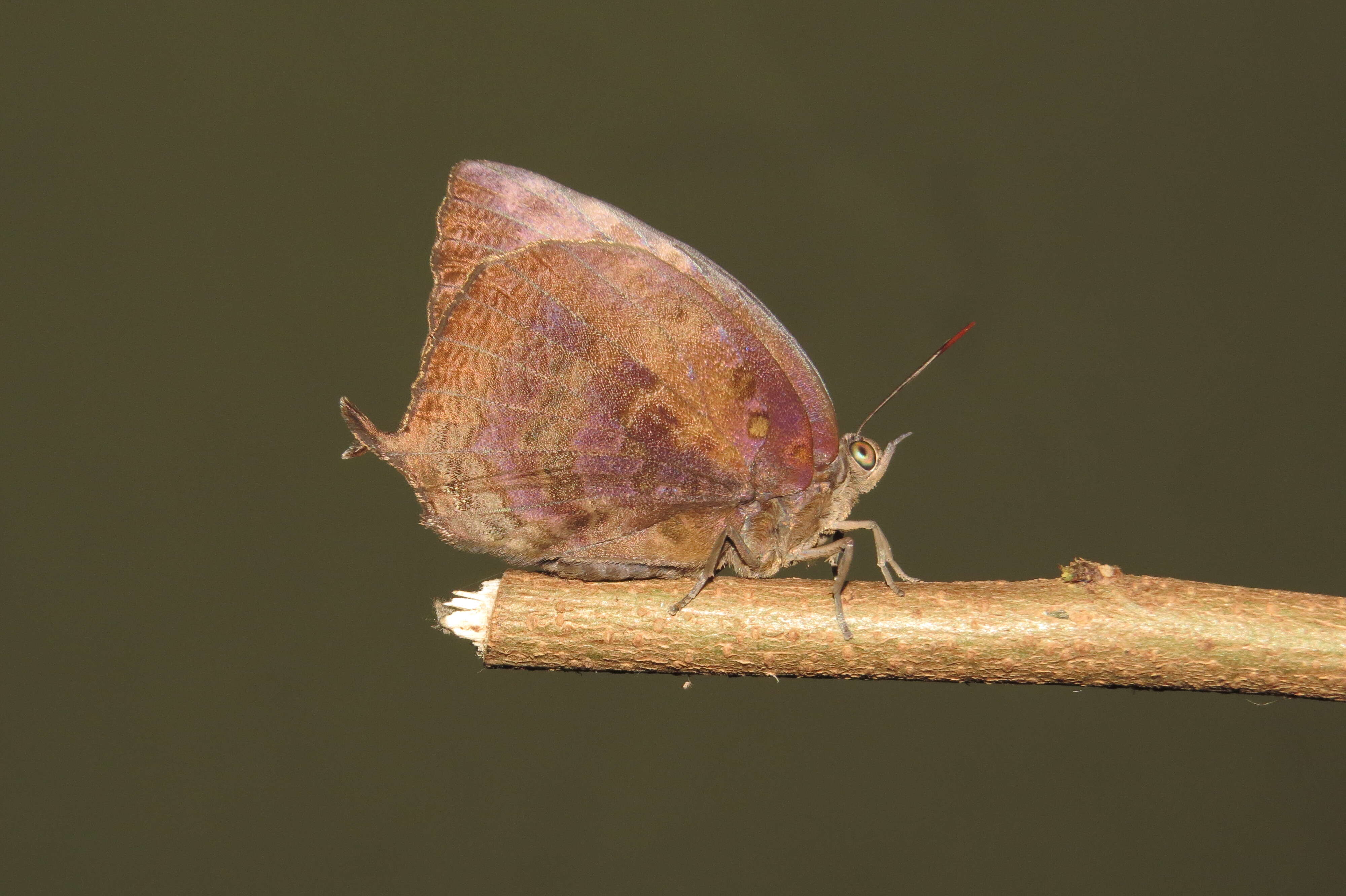 Plancia ëd Arhopala centaurus (Fabricius 1775)