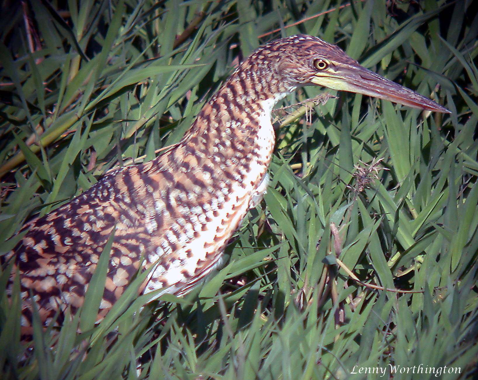 Image of Rufescent Tiger Heron