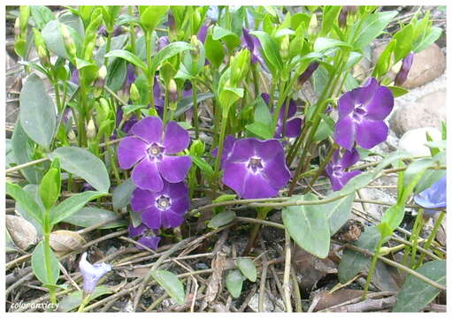 Image of Common Periwinkle