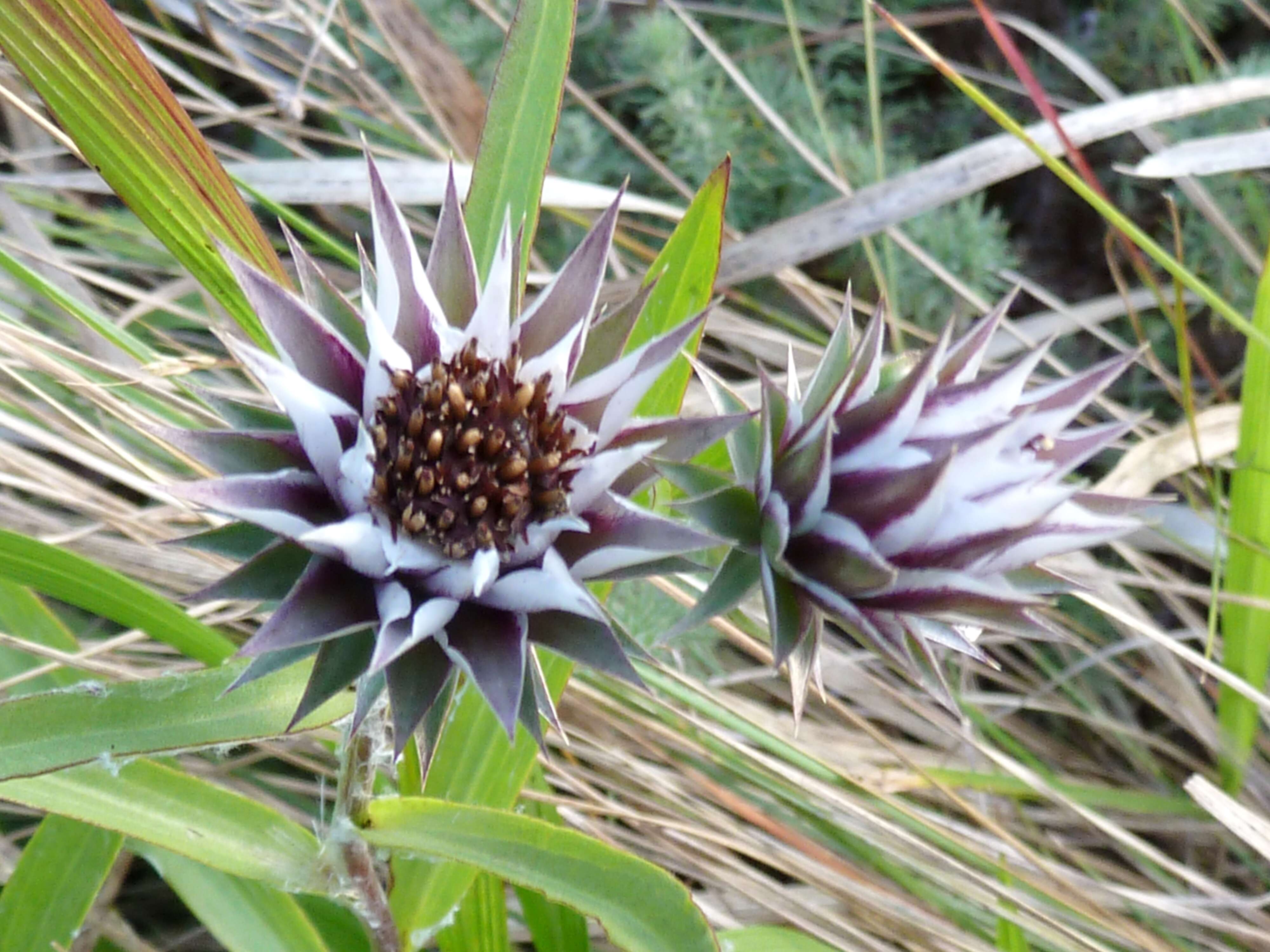 Image of Macledium zeyheri (Sond.) S. Ortiz