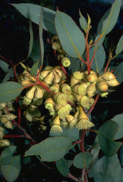 Image of Jerdacuttup Mallee