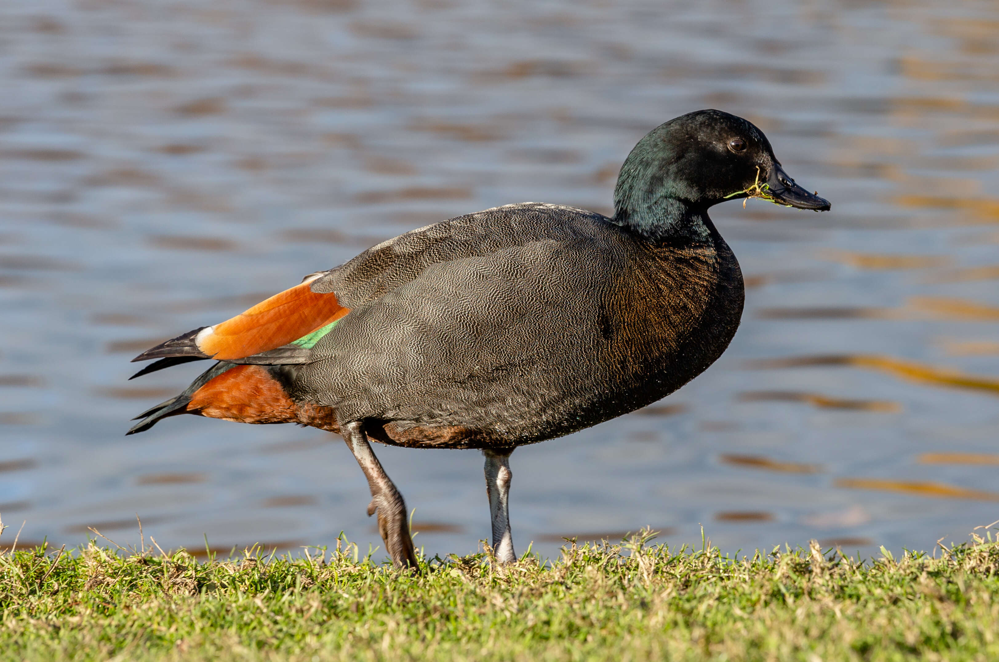 Image of Paradise Shelduck