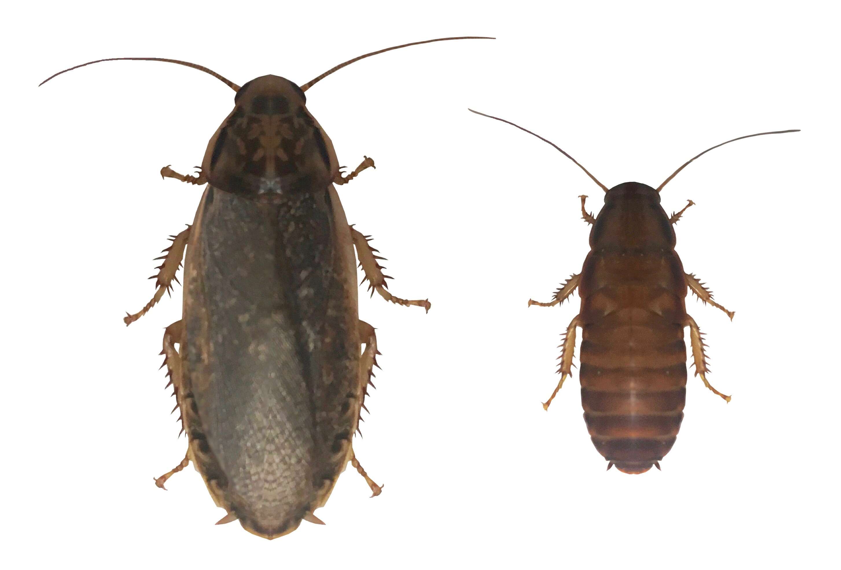 Image of Cinereous cockroach