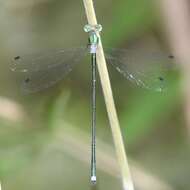 Image of Lestes temporalis Selys 1883