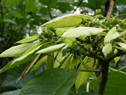 Image of poinsettia