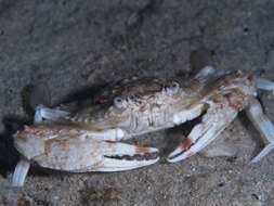 Image of Pacific blue swimming crab