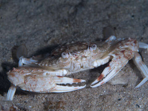 Image of Pacific blue swimming crab