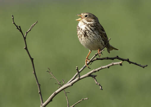 Image of Corn Bunting